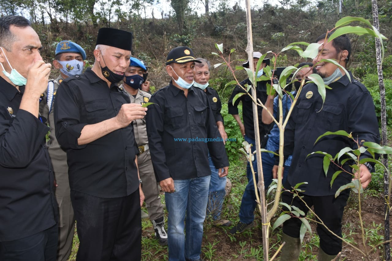 Mahyeldi Tertarik Petani Milenial Tanam Eucalyptus