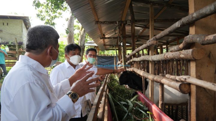 PT Bukit Asam Pantau Perkembangan Peternakan Binaan di Sawahlunto