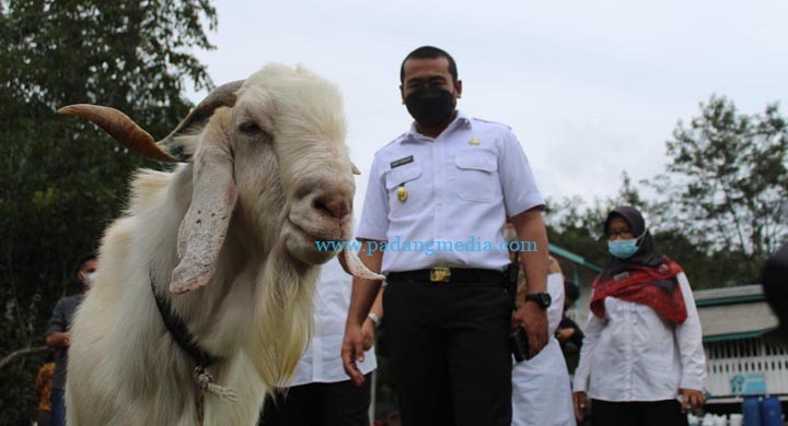Wagub kambing etawa