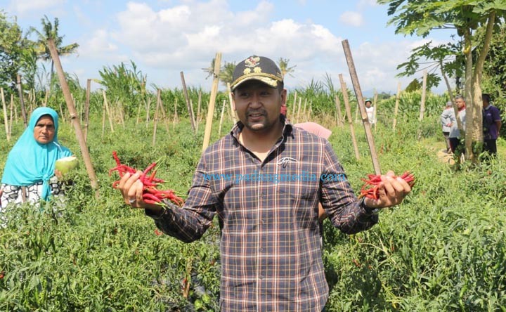 Petani cabe