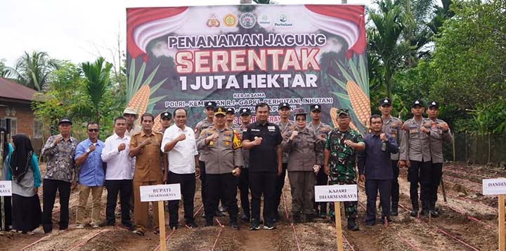Sutan Dan Jajaran Adalam Penanaman Jaguung