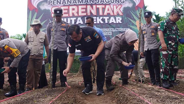 Sutan Tanam Jagung