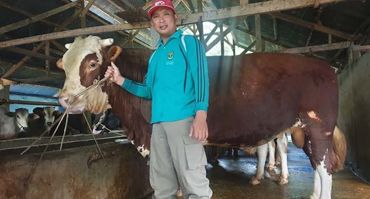 Sapi kurban presiden