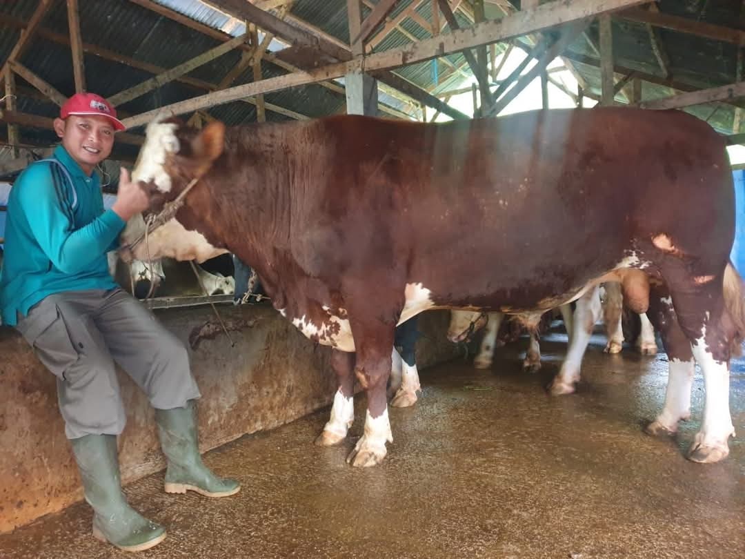 Sapi