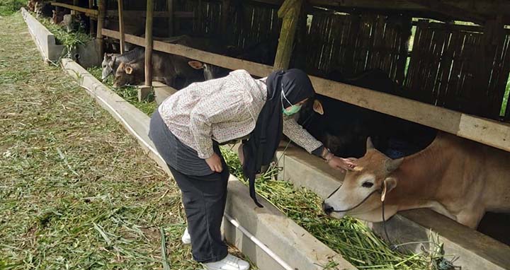 Pemko Padang Panjang Pastikan Kesehatan Hewan Kurban Jelang Idul Adha