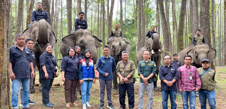 Konsevasi gajah sumatera