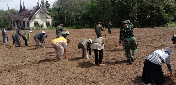 Tmmd tanam jagung